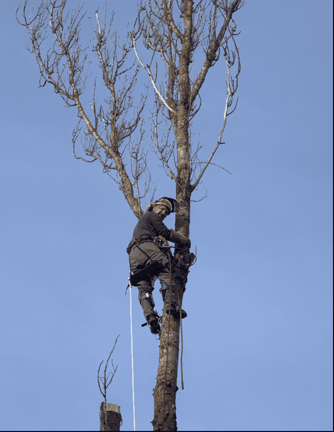 Abattage d'arbre difficile Cher